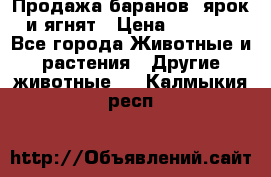 Продажа баранов, ярок и ягнят › Цена ­ 3 500 - Все города Животные и растения » Другие животные   . Калмыкия респ.